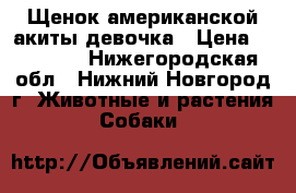 Щенок американской акиты-девочка › Цена ­ 70 000 - Нижегородская обл., Нижний Новгород г. Животные и растения » Собаки   